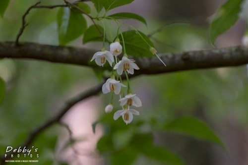 4445 Japanese Storax, Styrax Japonicus