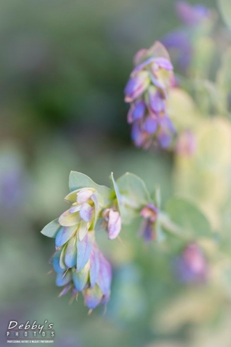 4454 Honeyworts, Cerinthe Major