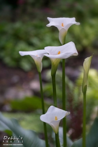 4472 White Calla Lilies