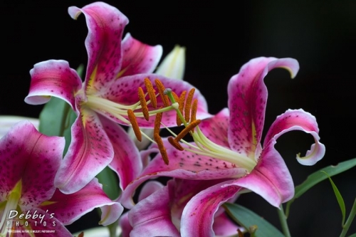 4481 Stargazer Lilies