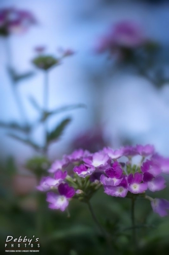 4487 Sparkling Amethyst Verbena