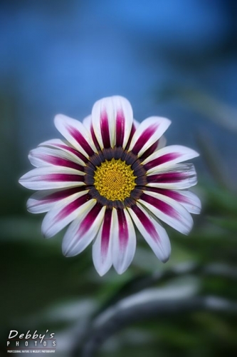 4490 Gazania Daisy