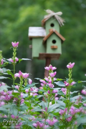5014 Turtlehead Patch and Birdhouses