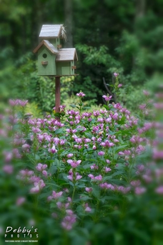 5015 Turtlehead Patch and Birdhouses