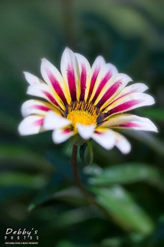 5021 Gazania Blossom