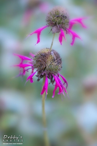 5022 Bee Balm Going to Seed