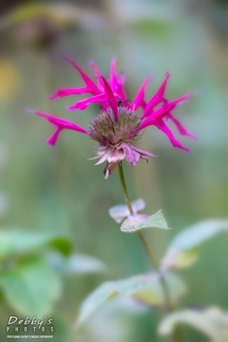 5024 Bee Balm Going to Seed