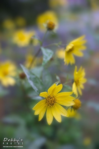 5026 Lemon Queen, Sunflowers