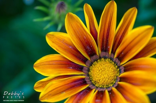 5029 Gazania Blossom