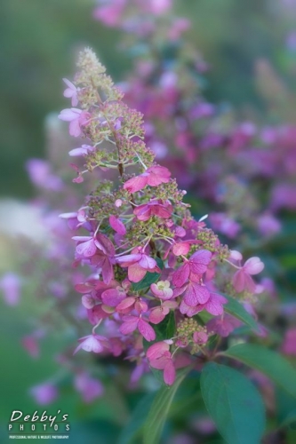 5033 Pink Hydrangea Blossoms