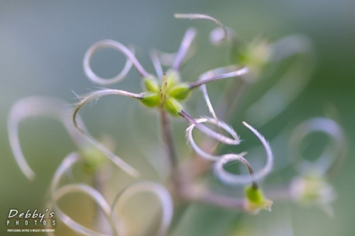 5048 Allen Bloom Clematis Seed Pods