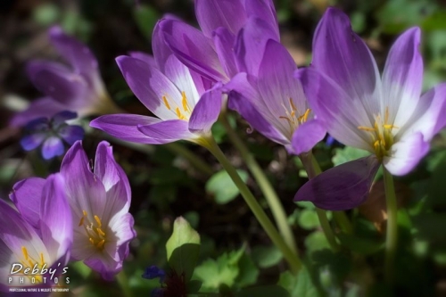 5049 Colchicum, Autumn Crocus