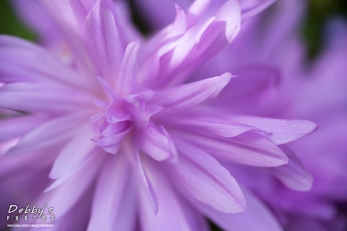 5071 Fall Colchicum Water Lily