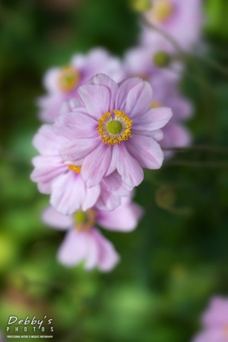 5076 Fall Japanese Aneomone Windflowers