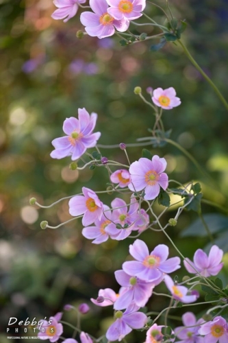 5079 Japanese Anemones