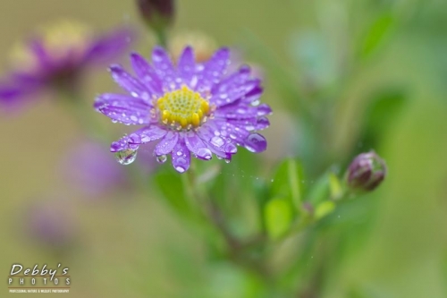 5100b Fall Aster Flowers with Rain Drops and Reflection