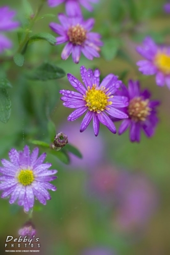 5104 Fall Asters and Rain Drops