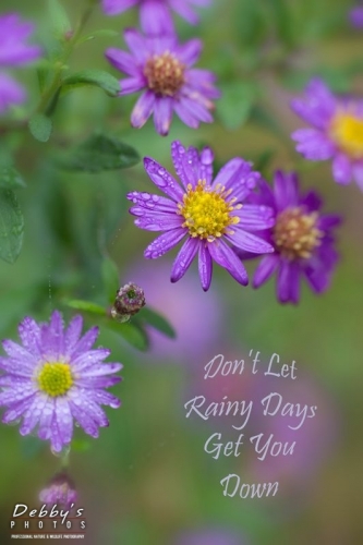 5104b Fall Asters and Rain Drops with words