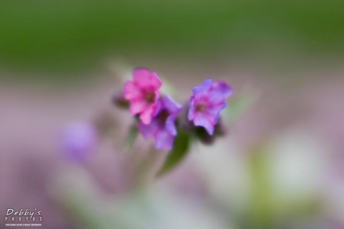 5404 Amethyst Verbena Flowers