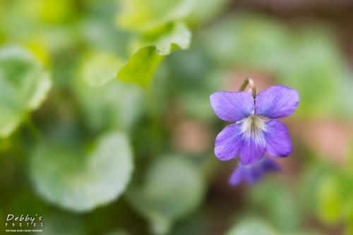 5407 Viola Flower