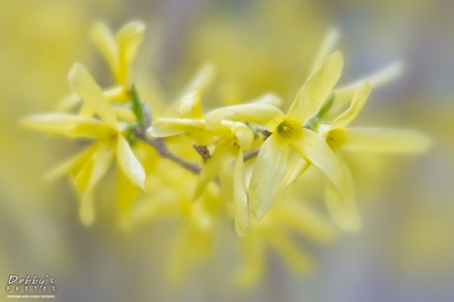 5409b Forsythia Flowers