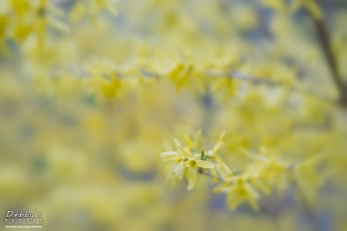 5410 Forsythia Flowers