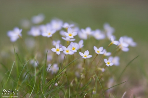 5412 Bluette Flowers