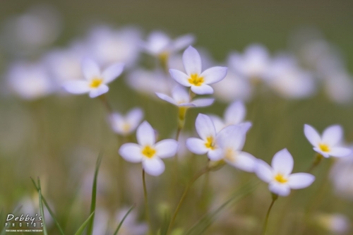 5413 Bluette Flowers