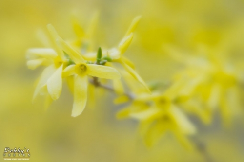 5414b Forsythia Flowers