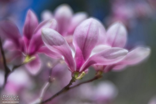 5416 Magnolia Blossoms