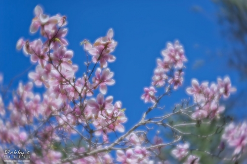 5417 Magnolia Blossoms in the wind