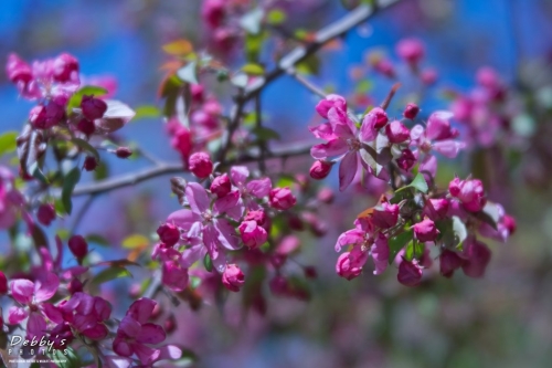 5419 Apple Blossoms