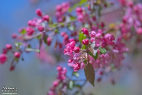 5423 Apple Blossoms