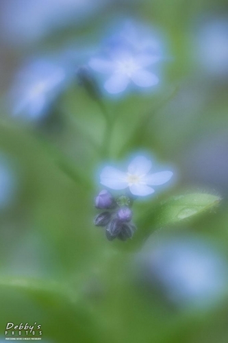 5425b Forget-me-nots