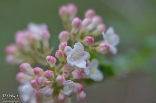 5426 Mayflower Blossoms