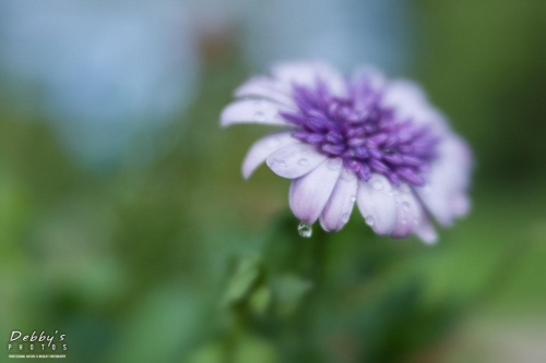 5427 Violet Ice Osteospermum Flower and Rain Drops