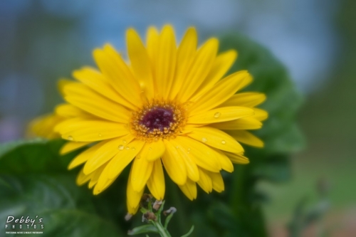 5428 Gerbera Daisy flowers