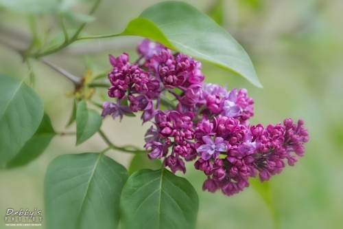 5429 Lilacs