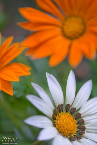 5431 Gazania Daisies