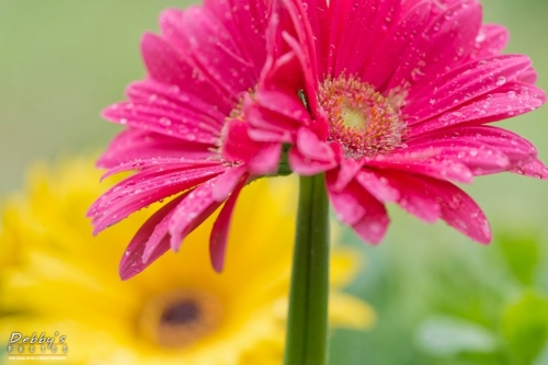 5446 Gerbera Daisy Flowers