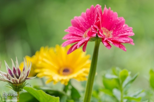 5447 Gerbera Daisy Flowers