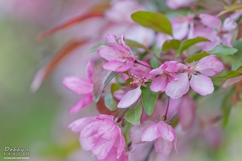 5449  Apple Blossoms