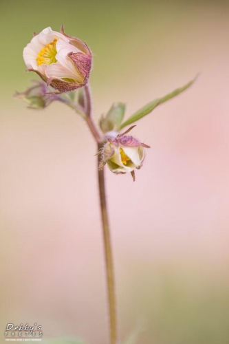 5451 Geum Flowers