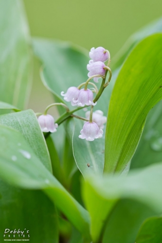 5454 Lily of the Falley Flowers