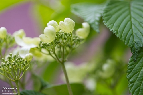 5455 Viburnum Summer Snowflake Buds