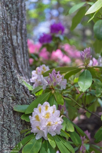 5469 Rhododendron Flowers