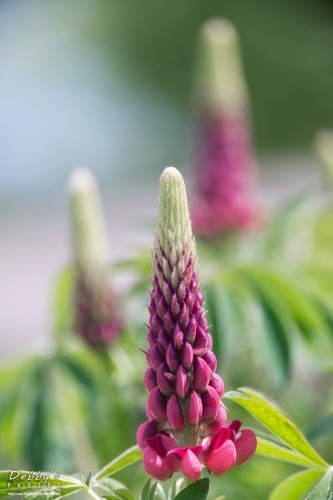 5470 Red Russell Lupine