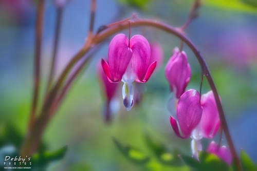 5472  Bleeding Heart Flowers