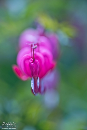 5473 Bleeding Heart Stacked Flowers