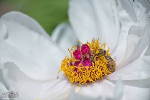 5474 Tree Peony Flower and honey bees